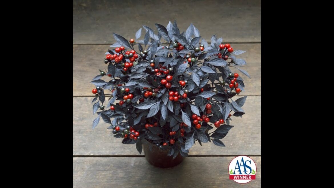 Stunning Summer Color: Grow Onyx Red Ornamental Peppers for Bold Beauty