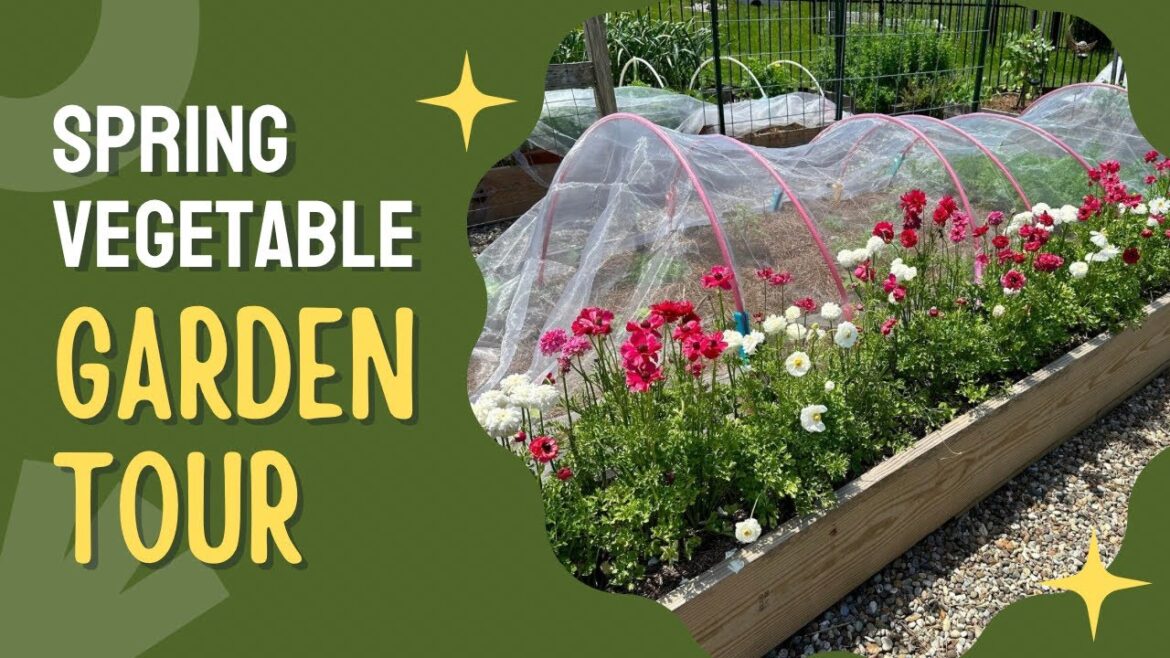 Spring Tour of My Raised Bed Vegetable Garden | 2024 Spring Garden Tour Spring Tour of My Raised Bed Vegetable Garden | 2024 Spring Garden Tour