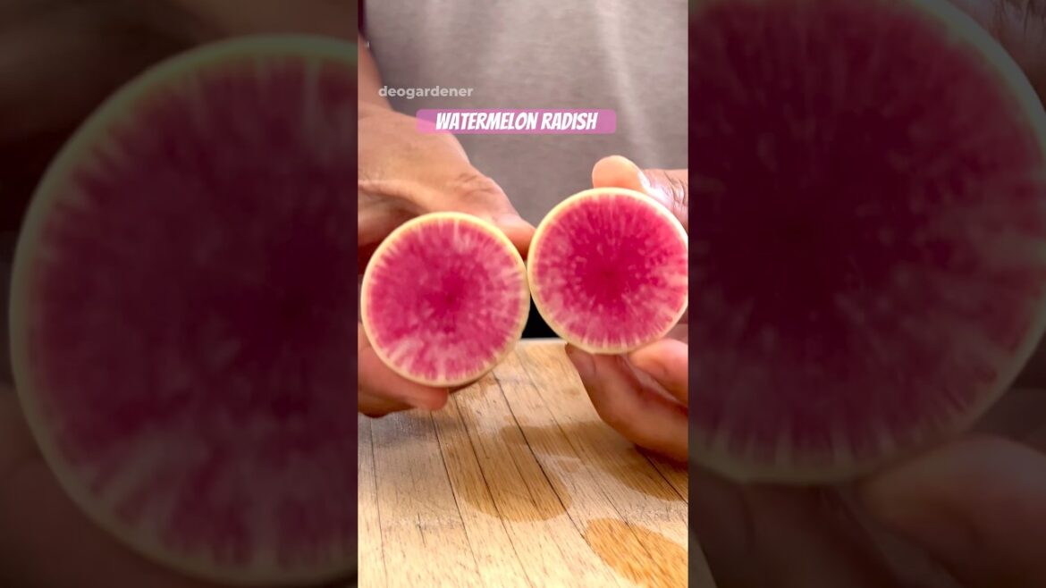 Watermelon radish #gardening #vegetablegardening #radish #fyp #shortviral