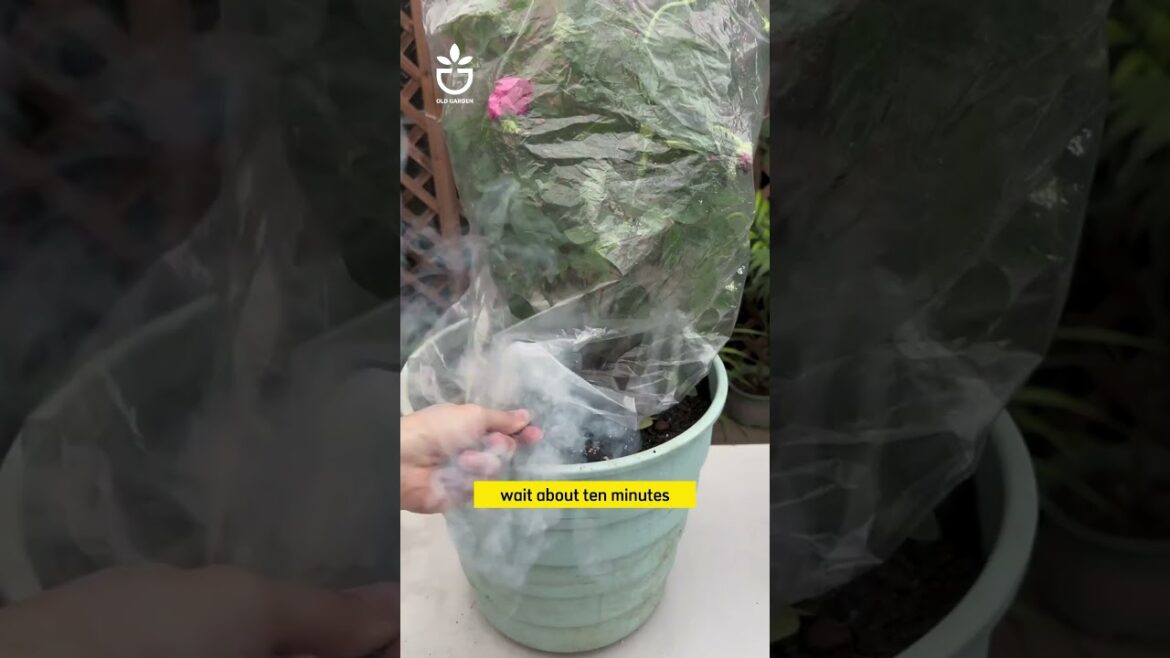 How to kill insects when growing flowers  #garden #namrose #gardening #plants  #flowers