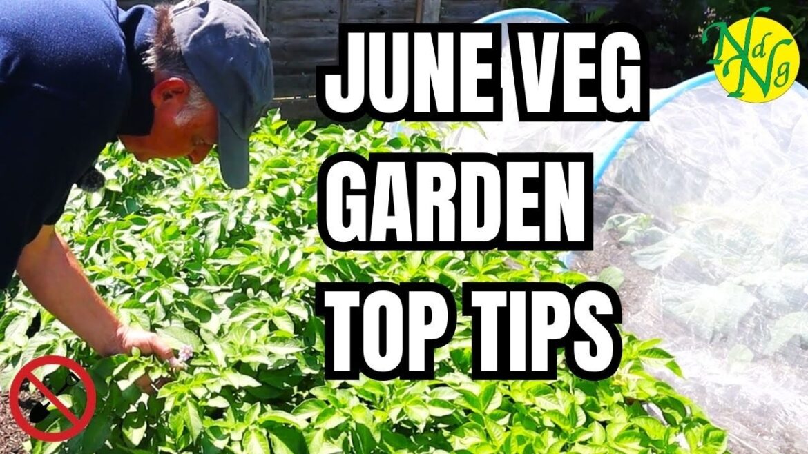 Boost Your Harvest: Top Tips for June! || Best tips Vegetables to Plant & Grow in June Boost Your Harvest: Top Tips for June! || Best tips Vegetables to Plant & Grow in June