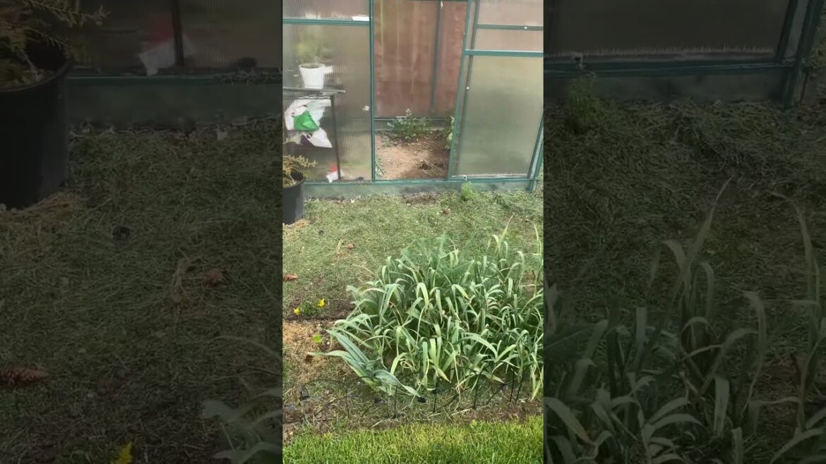 Mid May garden update! #shortsfeed #shorts #gardening #gardentour #flowers