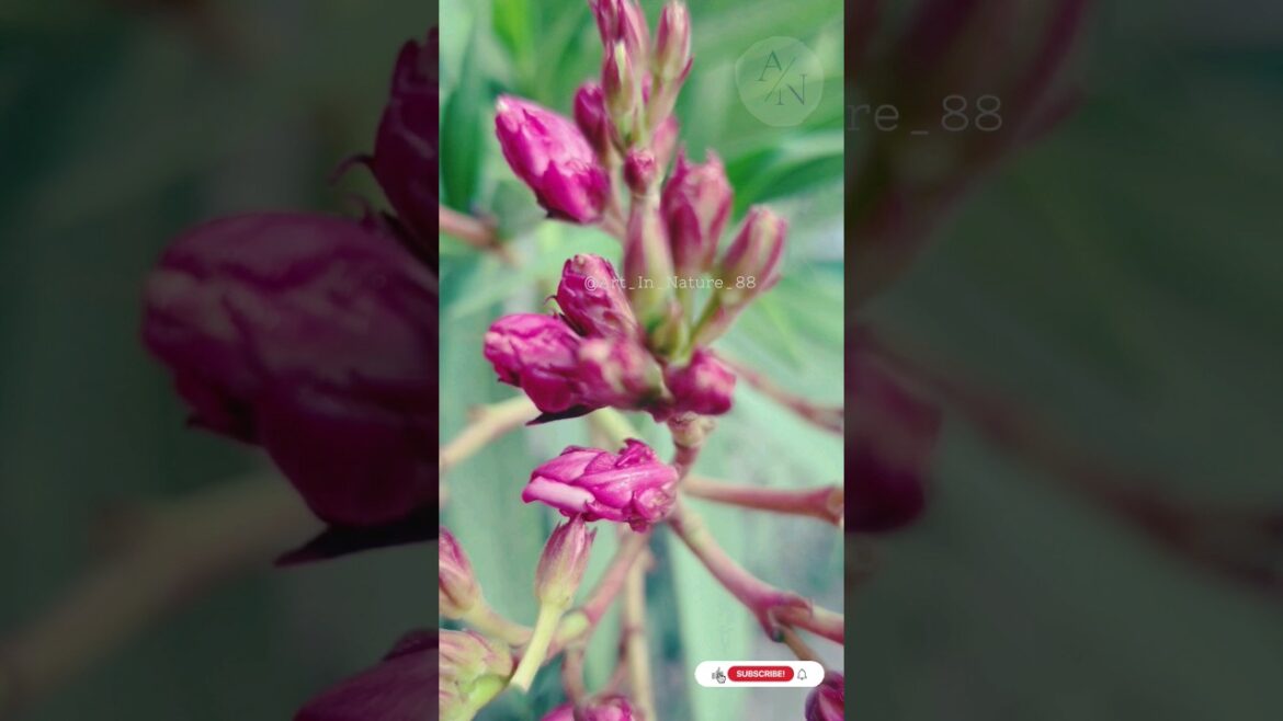 Plant Blooming Oleander Flowers Plant In Your Garden #shorts