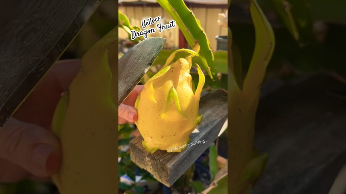 Dragon Fruit Yellow Variety 😱😱 #shorts #fruit #satisfying