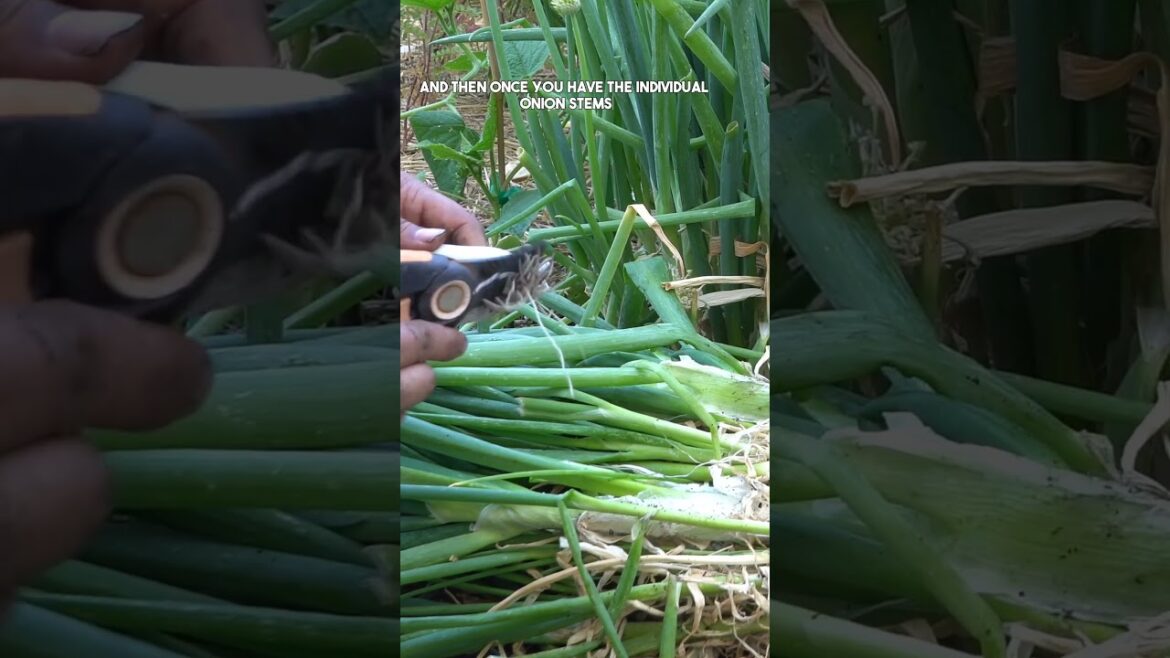 California Gardening: Growing Bunching Onions: Tips for Home Gardeners Growing Bunching Onions: Tips for Home Gardeners