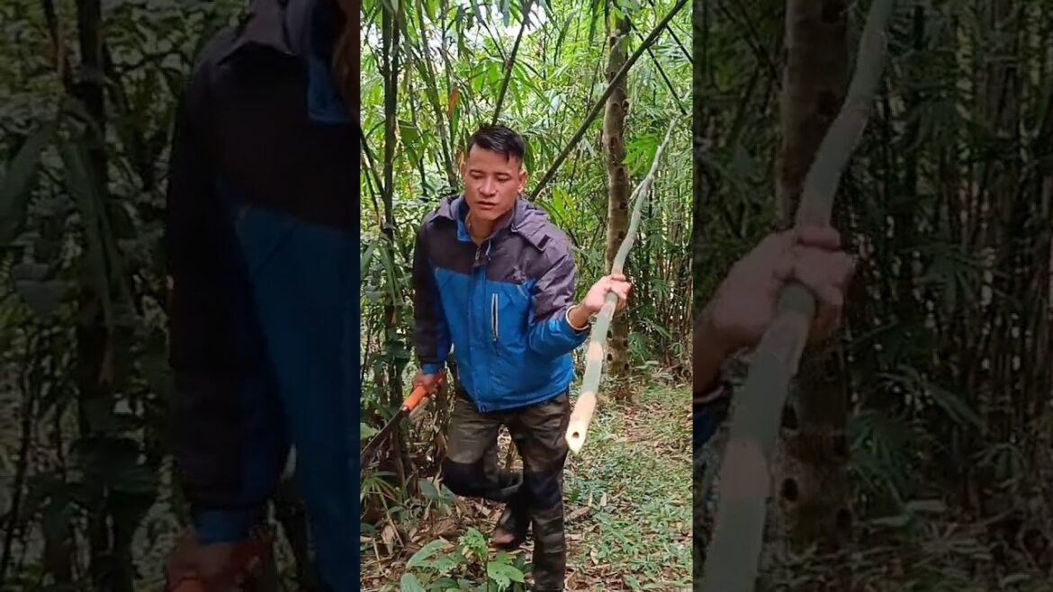 Bamboo Garden#cutting Bamboo Garden#cutting