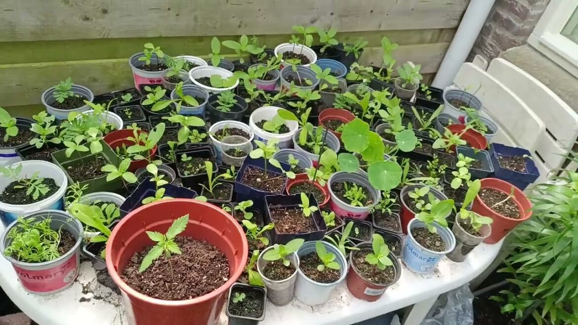 Backyard Container Garden End of May Seedsman OG Kush and More!