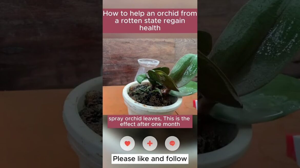 Top Tips for Restoring Your Orchid! #gardening #shorts_video