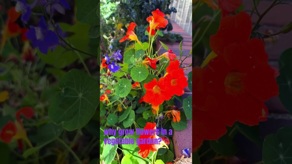 Why You Need to Add Flowers to Your Veggie Garden Now! #shirts Why You Need to Add Flowers to Your Veggie Garden Now! #shirts