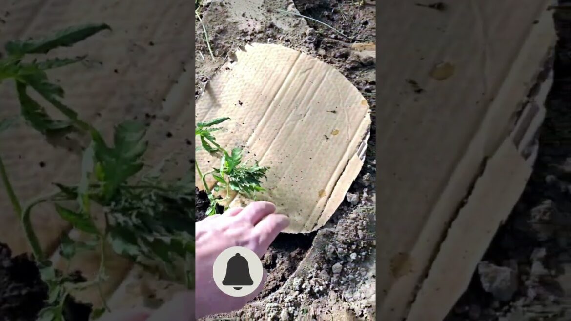 Томаты. Выращивание в теплице необычным методом #trends #short #shorts #like Томаты. Выращивание в теплице необычным методом #trends #short #shorts #like