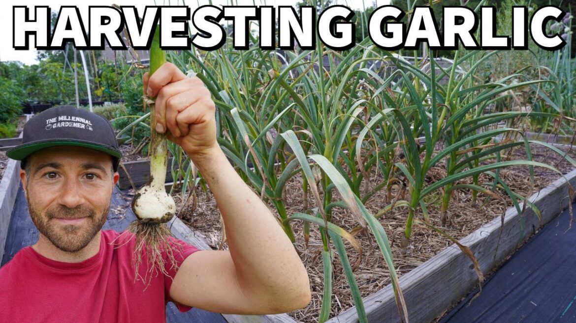 A Quick And Easy Guide To Harvesting Garlic