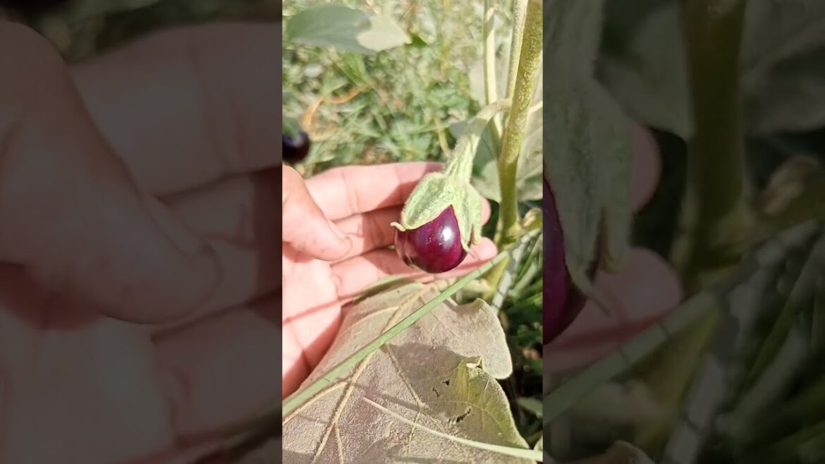 Best crops to grow in January and February |Profitable farming | Vegetable farming in Pakistan 2024 Best crops to grow in January and February |Profitable farming | Vegetable farming in Pakistan 2024