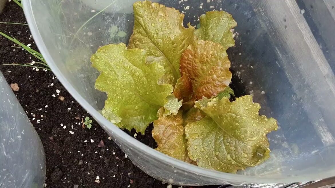 Heavy Rain In The Midlands Doesn't Stop A Raised Bed Gardeners Planting More Crops🌻 22nd May 2024