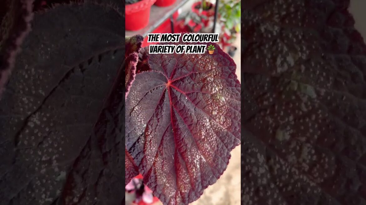Begonia #gardeningtips #urbangardening #diygardening #begonias #gardener #gardeningvideos #gardener