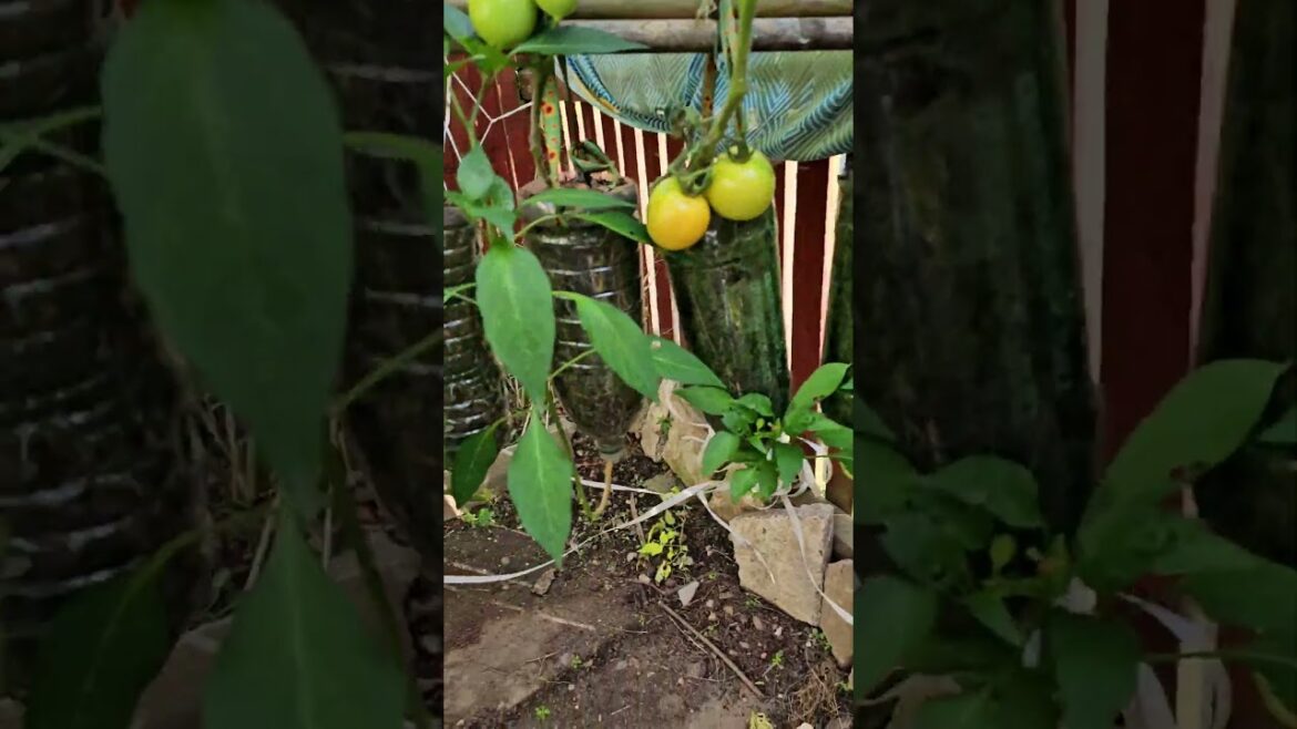 vegetable Gardening Ideas For Home/growing tomatoes & chilli in plastic bottles upside down #tomato