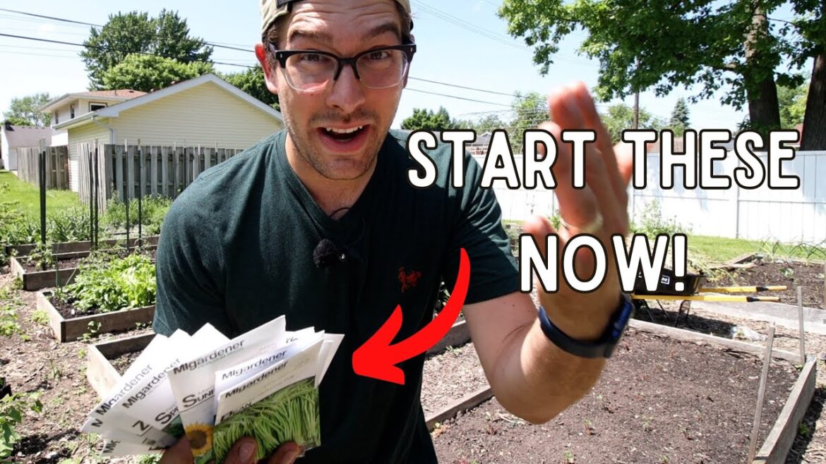 21 Crops You Can Still Start NOW From Seed in JUNE - Don't MISS OUT!