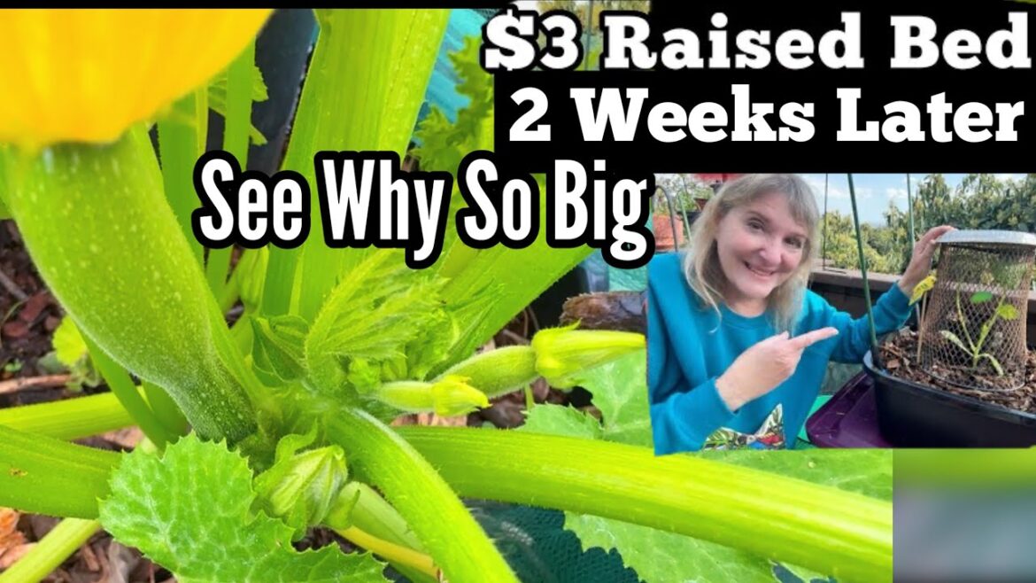 Hand Pollinating Zucchini & How To Grow $3 RAISED BED Container Garden Dishpan Small Space Gardening Hand Pollinating Zucchini & How To Grow $3 RAISED BED Container Garden Dishpan Small Space Gardening
