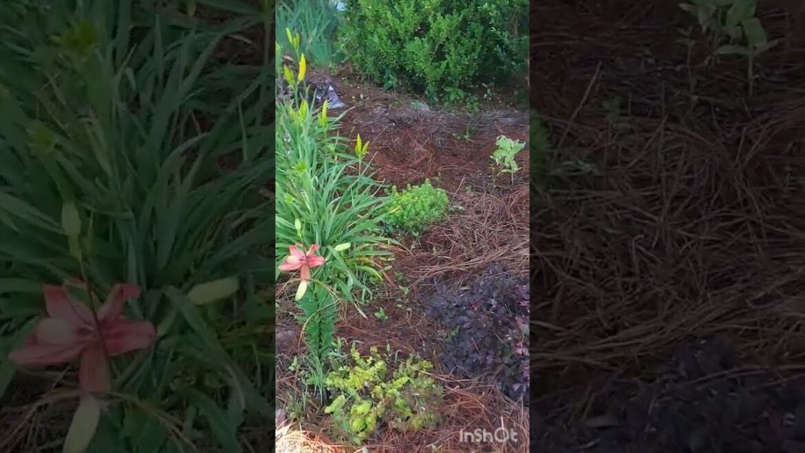 Front yard flower bed
