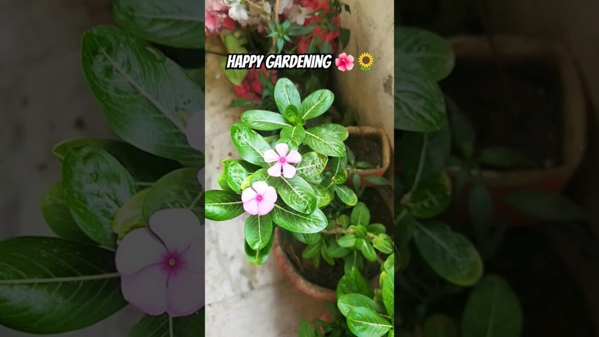 My ๐ก ๐บ๐ป#garden #gardening #flower #nature #viral #viralvideo #viralshort #trend #shortsfeed #ytshort My ๐ก ๐บ๐ป#garden #gardening #flower #nature #viral #viralvideo #viralshort #trend #shortsfeed #ytshort