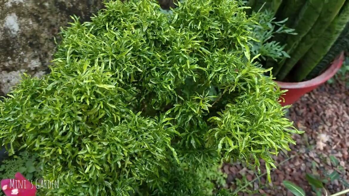 Garden #home #plants #homegarden