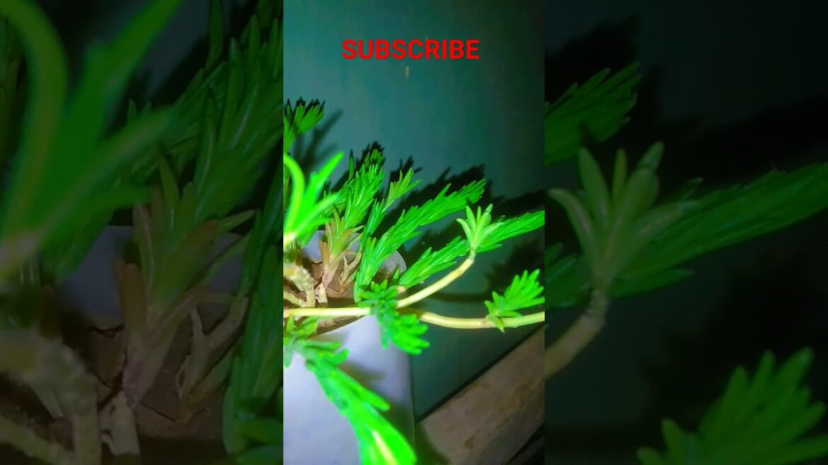 Plastic pots for plants #plasticpots #plantsinpots