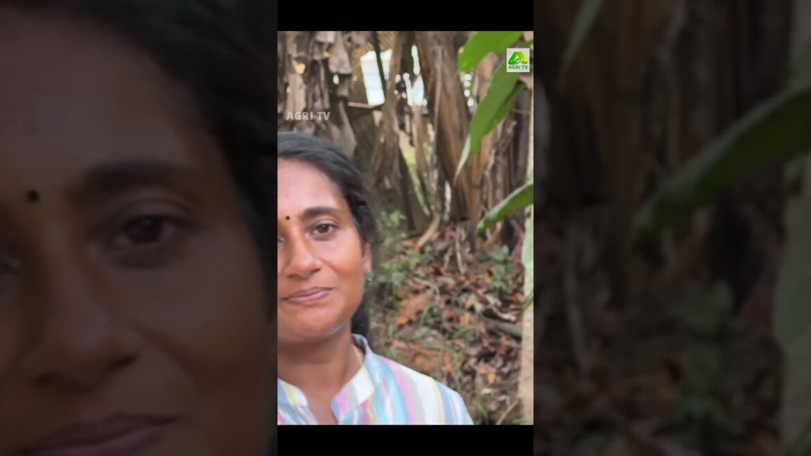 സൂപ്പർ ടേസ്റ്റും അസാധ്യ വിളവും! ഇങ്ങനെയൊരു വാഴയിനം നിങ്ങൾ കണ്ടിട്ടുണ്ടാവില്ല #farmingkerala സൂപ്പർ ടേസ്റ്റും അസാധ്യ വിളവും! ഇങ്ങനെയൊരു വാഴയിനം നിങ്ങൾ കണ്ടിട്ടുണ്ടാവില്ല #farmingkerala