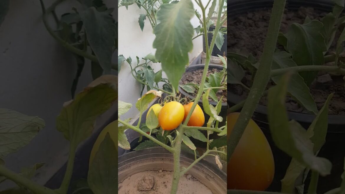 Tomatoes in a pot #gardening #tomato #today