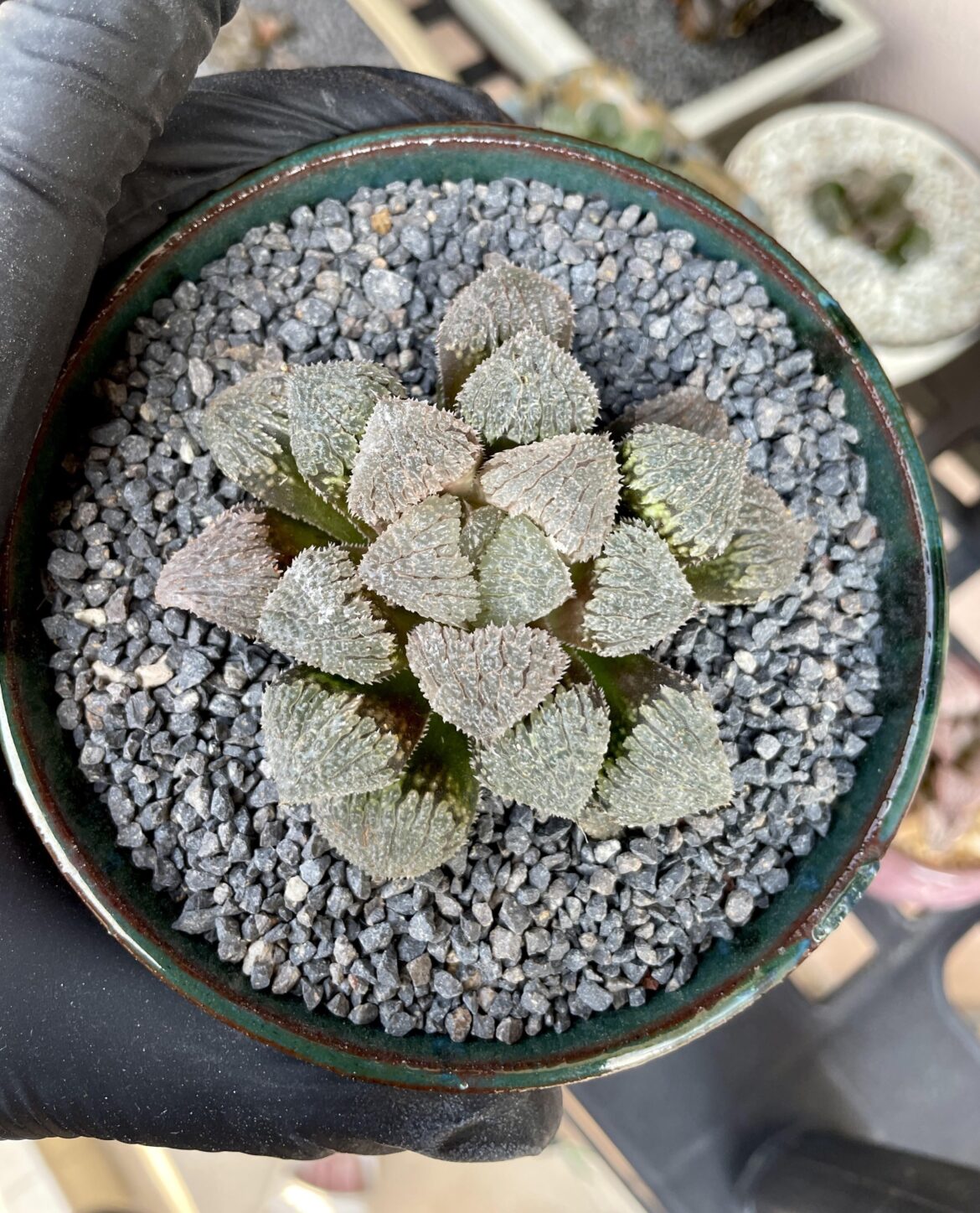 Just got this but seller didn’t have an ID for this baby