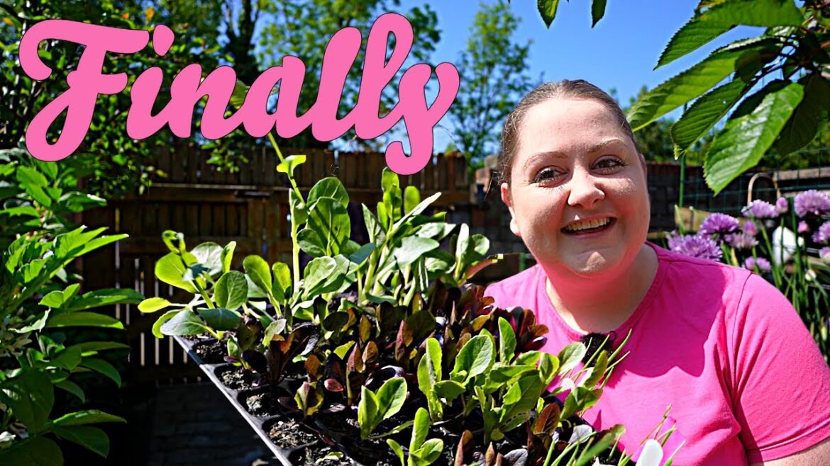 Starting a Container Garden | The Tiny Garden