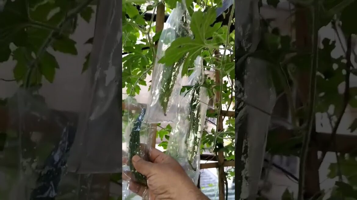 Karela Flowering & Fruiting in 40°C + temp. in hot summers #vegetablegardening #growveg #karela