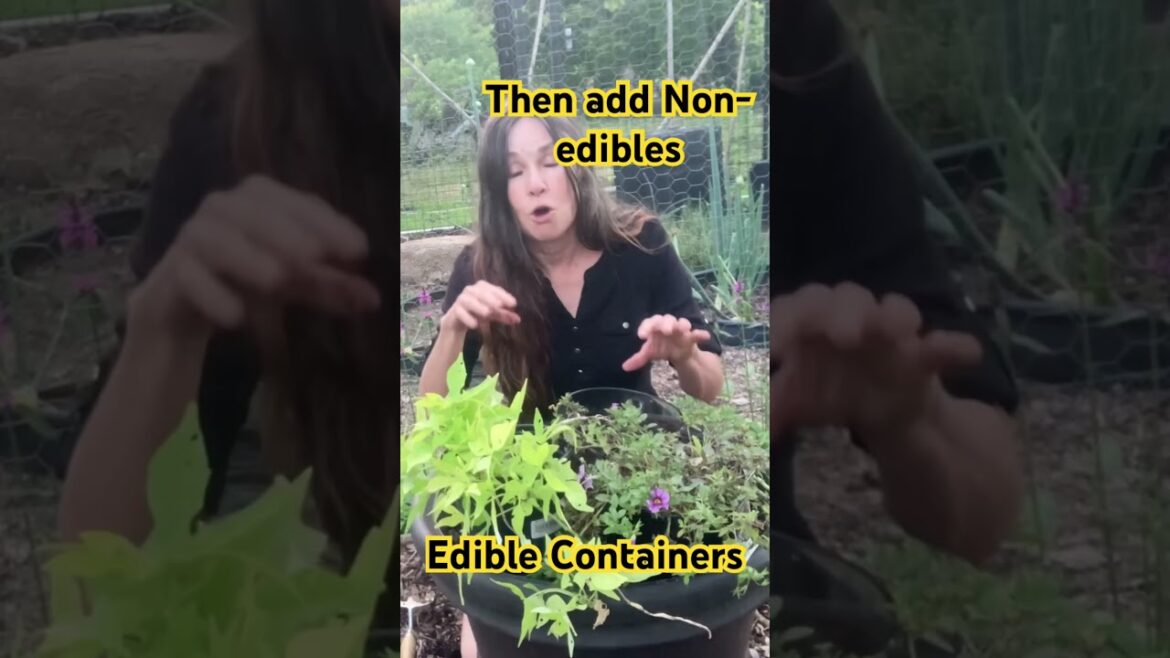 Edible 🪴Containers - Cannas, Sweet Potatoes, Petunias 🌺// Campbell’s Freedom Farm