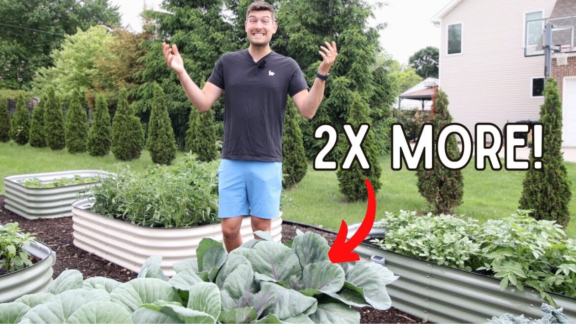 MIgardener: How To GROW 2X The Food With LESS Space with High Intensity Spacing! How To GROW 2X The Food With LESS Space with High Intensity Spacing!