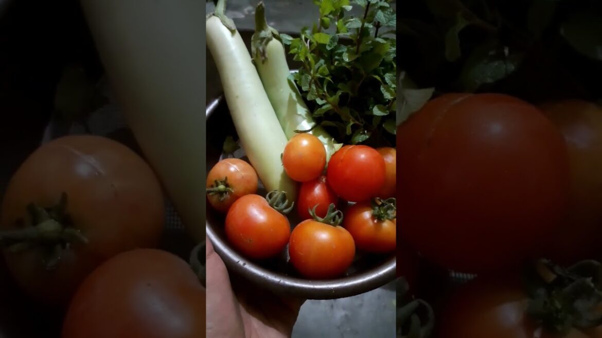 Happiness when you Harvest Daily Needs from your Container Garden #eggplant #mint #tomatoes #shorts