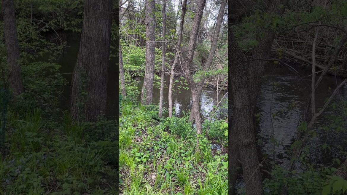 What’s waking up in the woods #native #garden #gardening #backyardbees #nature #spring #tree What’s waking up in the woods #native #garden #gardening #backyardbees #nature #spring #tree