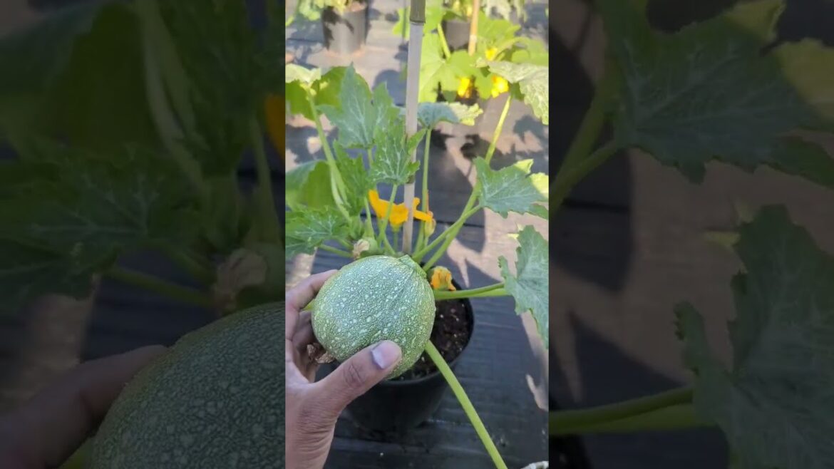 Squash & Zucchini Harvest | Backyard Garden in New York| #greentgarden #squash #zucchini Squash & Zucchini Harvest | Backyard Garden in New York| #greentgarden #squash #zucchini