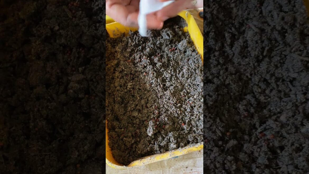 Growth garden at home/ simple tips growth vegetable #short  #garden #vegetable