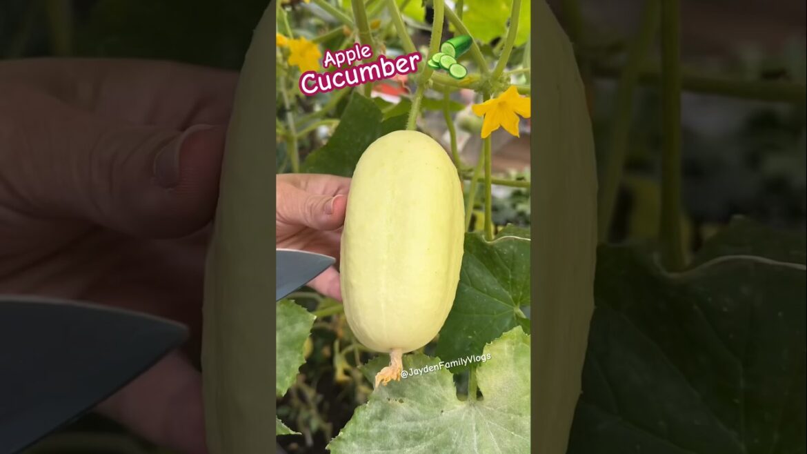 White Cucumber 😱🥒 #shorts #satisfying #fruit #garden #enjoy #food