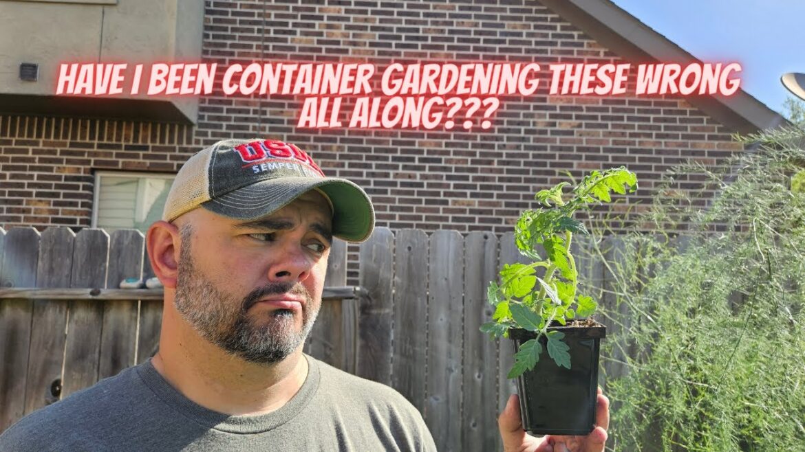 Experimenting Two Ways of Container Gardening Cherry Tomato Plants || DHBG