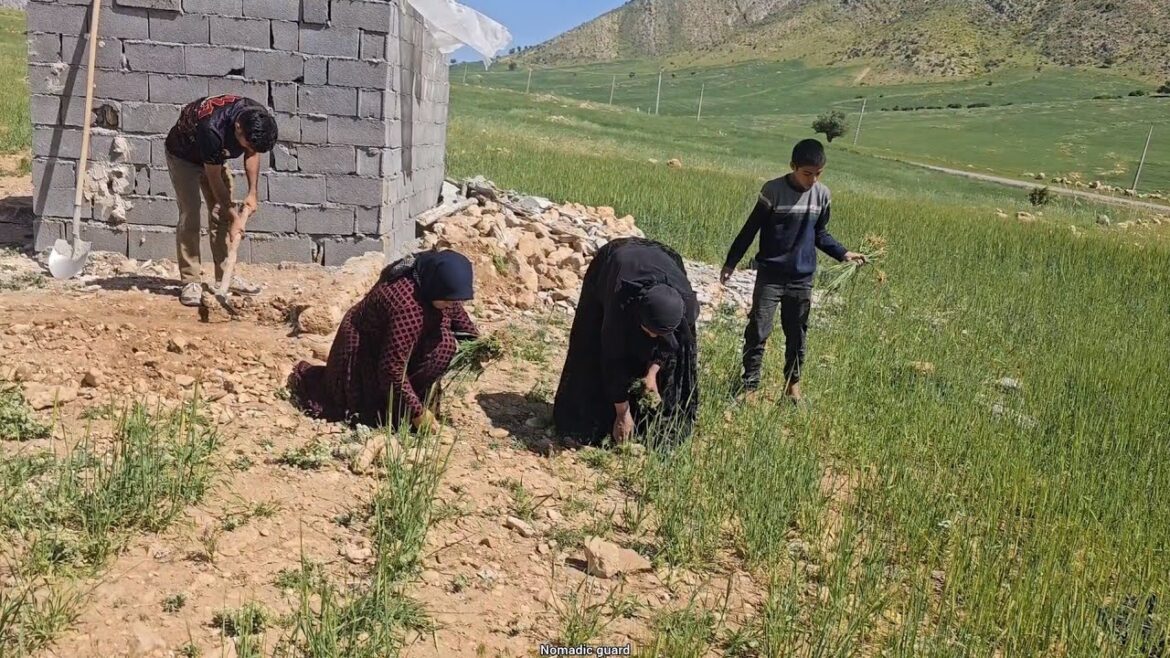 Nomadic life: Anwar and grandmother's efforts to build a farm with Hassan's help