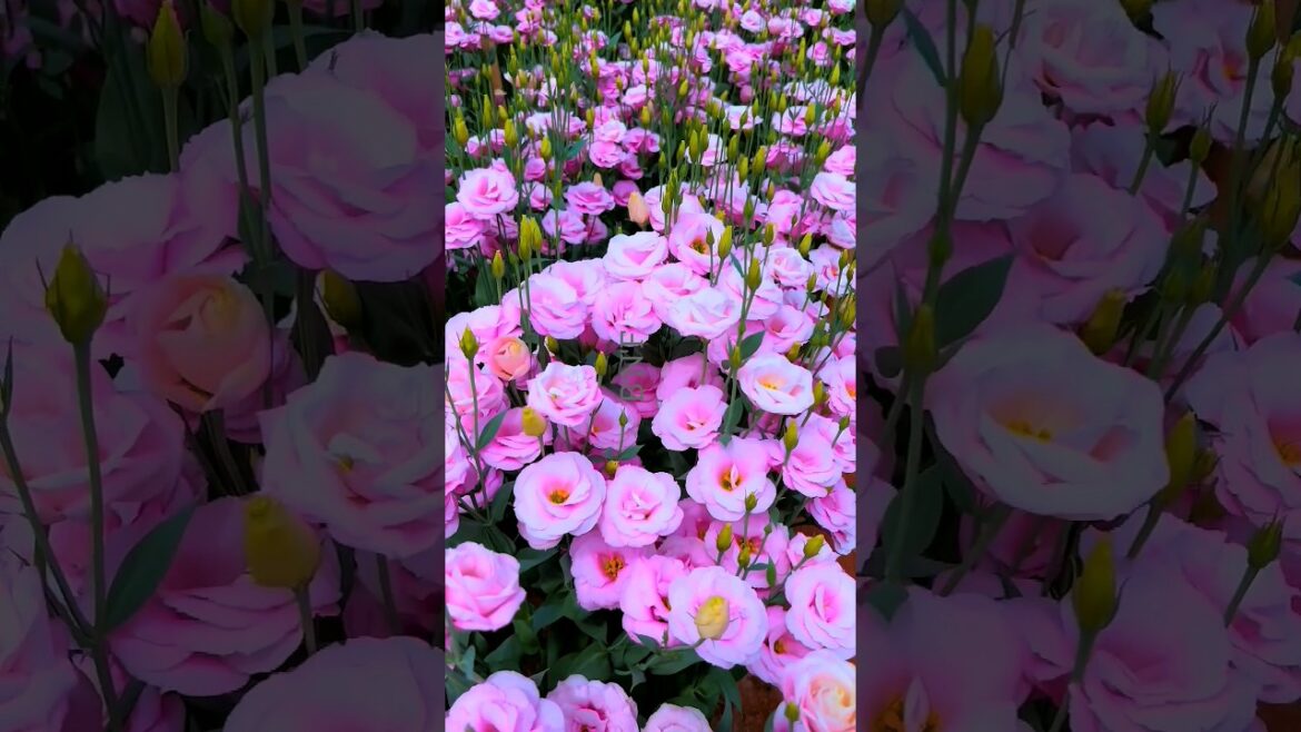 Customa flowers | Natural flower garden! #shorts