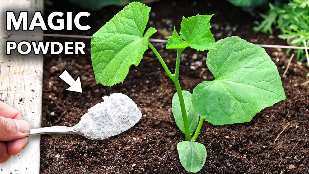 James Prigioni: This Magic White Powder Eliminates 95% of Garden Problems This Magic White Powder Eliminates 95% of Garden Problems