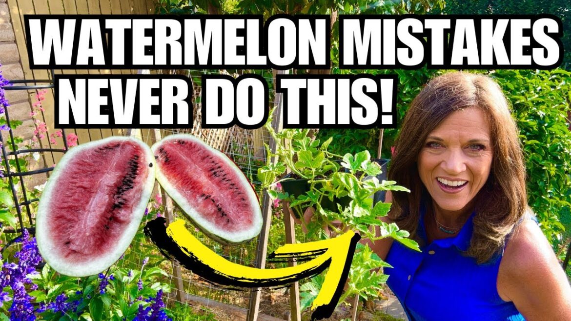 CaliKim: 6 Watermelon Mistakes to Avoid and How to Fix Them 6 Watermelon Mistakes to Avoid and How to Fix Them