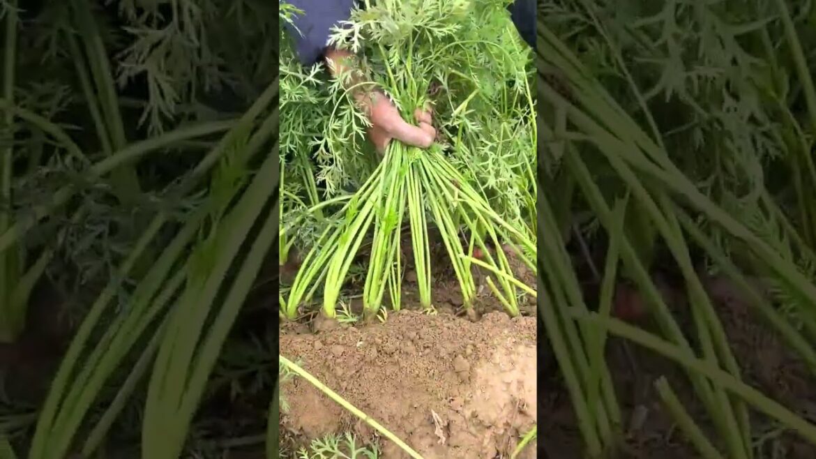 6637 πΉππ₯ππ #gardening #vegetables #claas #healthylifestyle #salad 6637 πΉππ₯ππ #gardening #vegetables #claas #healthylifestyle #salad