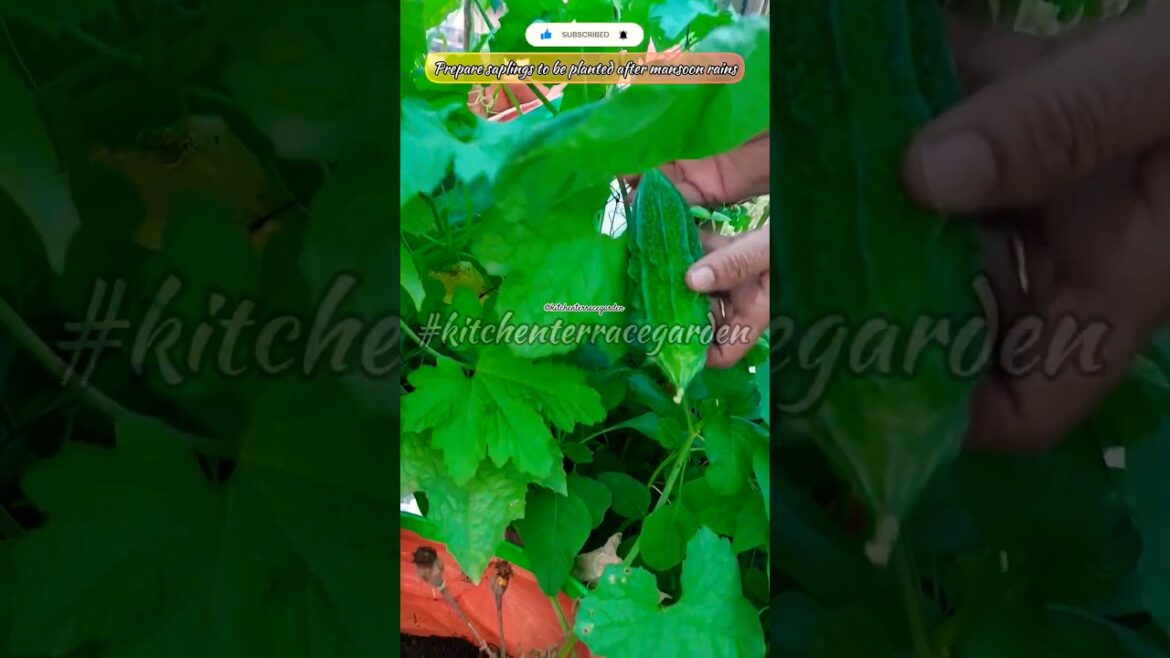 जून में सब्जियों के बगीचे की तैयारी ||June vegetables garden preparation #organicgardening #shorts जून में सब्जियों के बगीचे की तैयारी ||June vegetables garden preparation #organicgardening #shorts