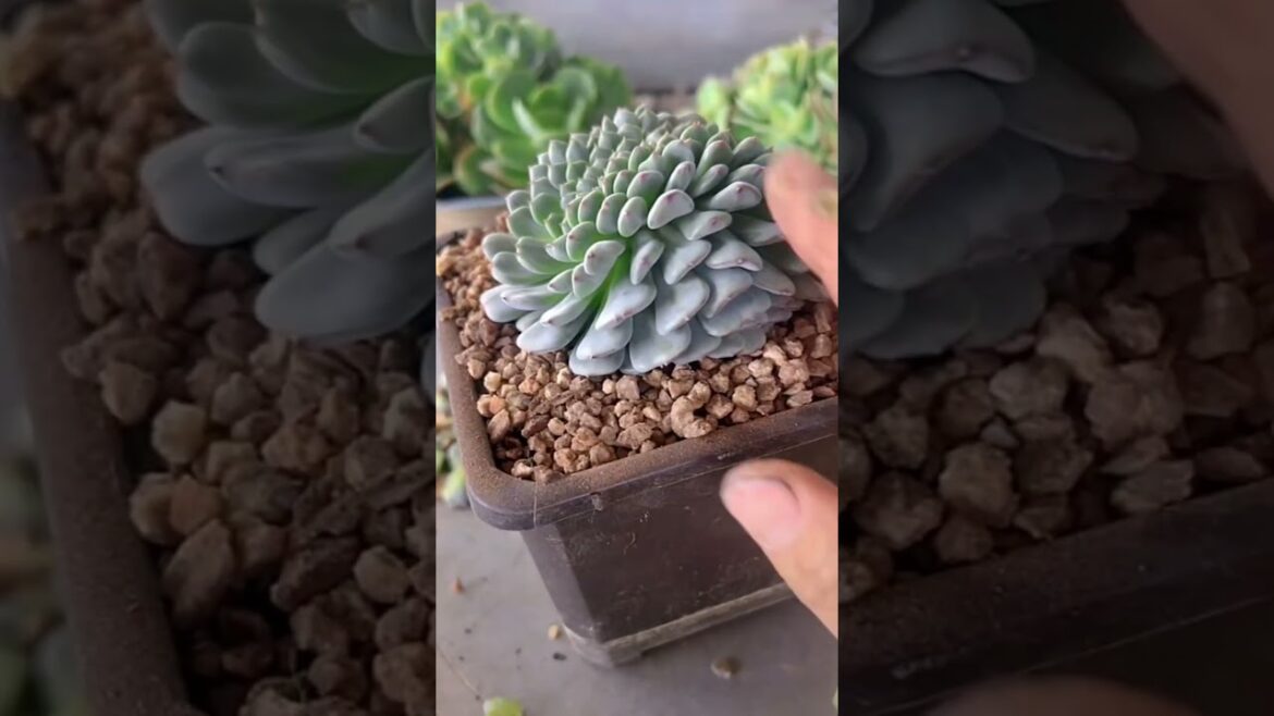 USEFUL TIPS OF SUCCULENT #succulent #plants #garden #cactus #flowers #diy