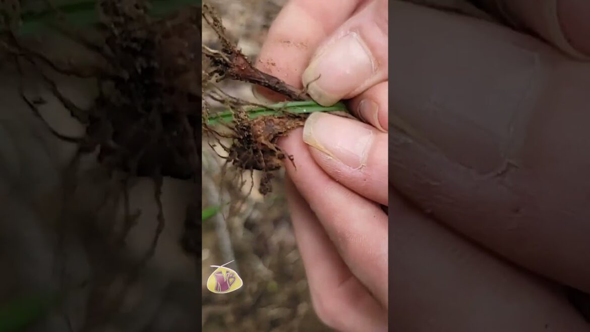 DYK Edible NUTS in ur YARD?! Nutsedge: the edible weed! Zero maintenance gardening; reforestation