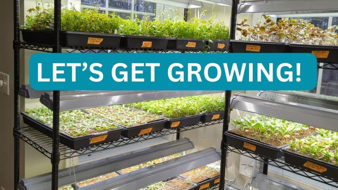 Affordable & Easy Grow Lights 💲🌱