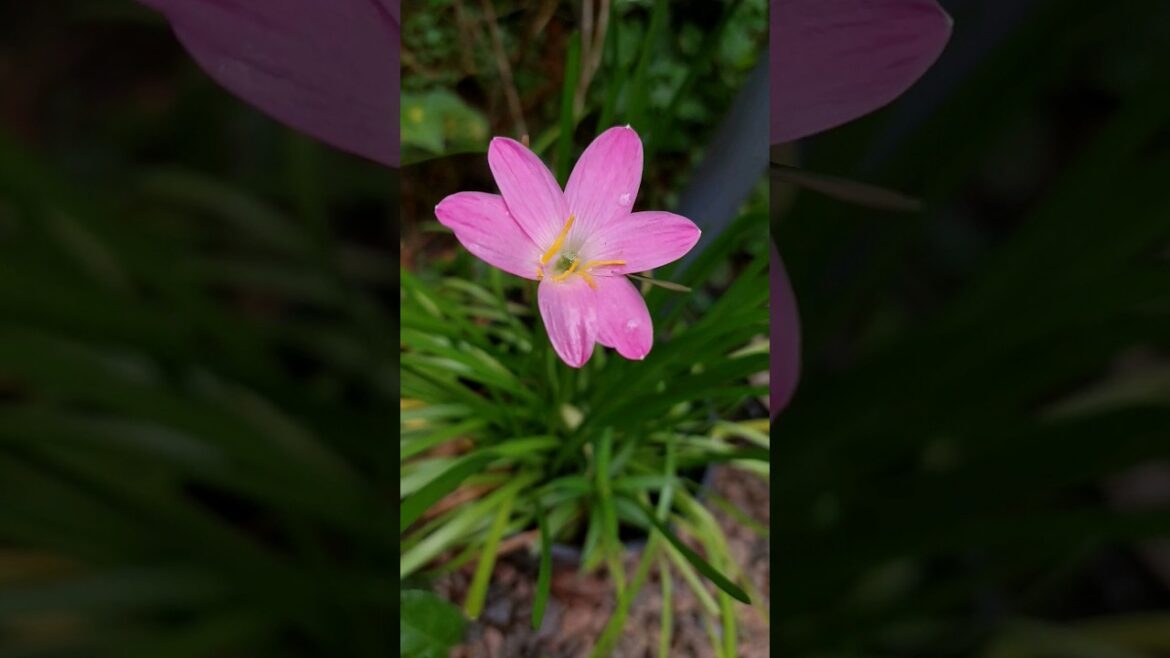 Rain lily #plants #home #shortsfeed #nature #ytshorts #gardening #rain #youtubeshorts#garden#flower