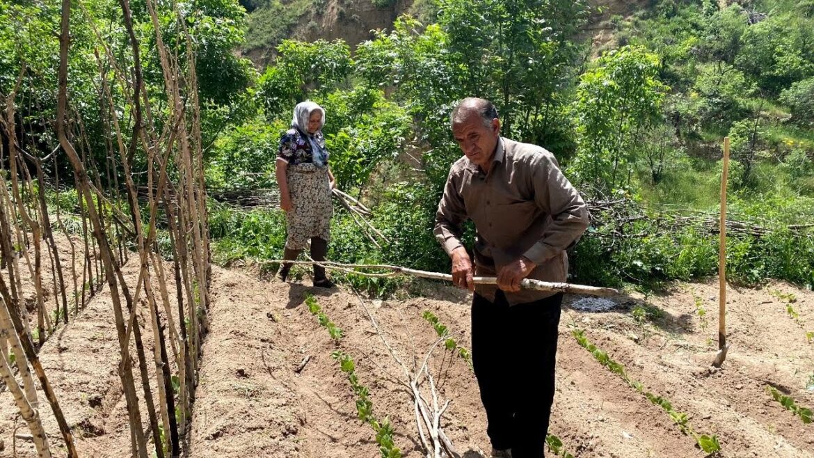 "Working with my parents: the second stage of growing beans"
