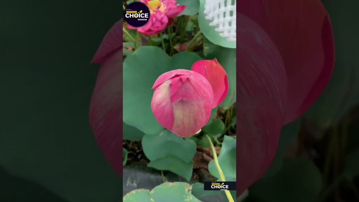 #garden #vegetablegardening #vegitablegarden #fruitgarden #farming #vegitablegardening